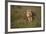 Lion (Panthera Leo), Ngorongoro Conservation Area, Serengeti, Tanzania, East Africa, Africa-James Hager-Framed Photographic Print