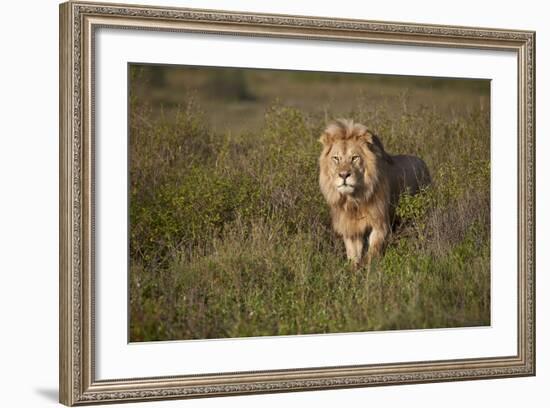 Lion (Panthera Leo), Ngorongoro Conservation Area, Serengeti, Tanzania, East Africa, Africa-James Hager-Framed Photographic Print