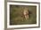 Lion (Panthera Leo), Ngorongoro Conservation Area, Serengeti, Tanzania, East Africa, Africa-James Hager-Framed Photographic Print