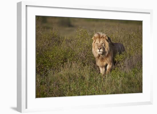 Lion (Panthera Leo), Ngorongoro Conservation Area, Serengeti, Tanzania, East Africa, Africa-James Hager-Framed Photographic Print