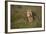 Lion (Panthera Leo), Ngorongoro Conservation Area, Serengeti, Tanzania, East Africa, Africa-James Hager-Framed Photographic Print