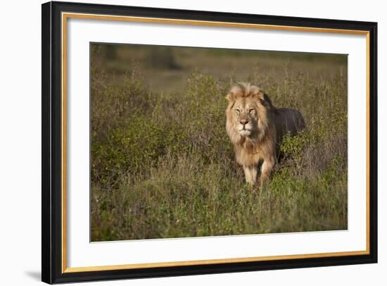 Lion (Panthera Leo), Ngorongoro Conservation Area, Serengeti, Tanzania, East Africa, Africa-James Hager-Framed Photographic Print