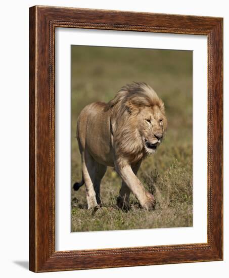 Lion (Panthera Leo), Ngorongoro Conservation Area, Serengeti, Tanzania, East Africa, Africa-James Hager-Framed Photographic Print