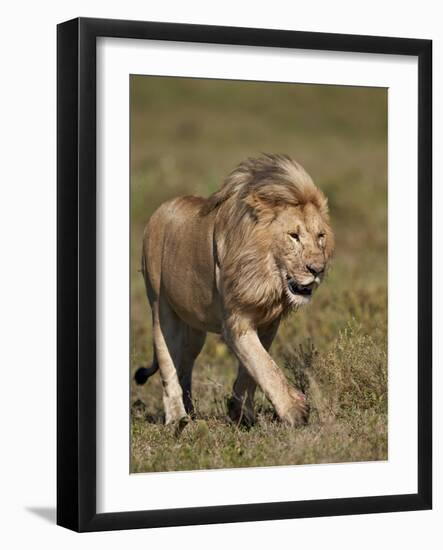 Lion (Panthera Leo), Ngorongoro Conservation Area, Serengeti, Tanzania, East Africa, Africa-James Hager-Framed Photographic Print