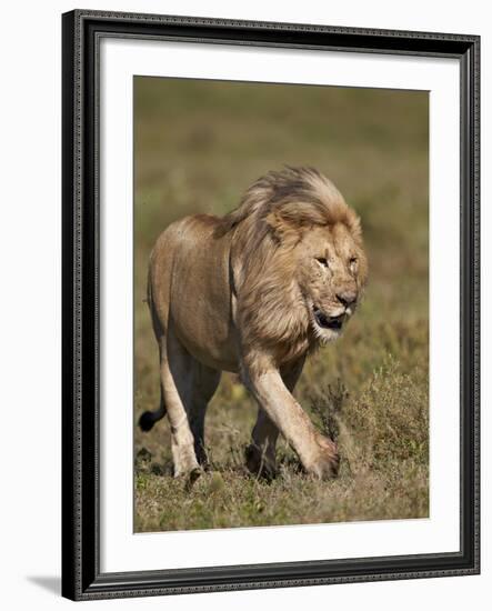 Lion (Panthera Leo), Ngorongoro Conservation Area, Serengeti, Tanzania, East Africa, Africa-James Hager-Framed Photographic Print