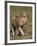 Lion (Panthera Leo), Ngorongoro Conservation Area, Serengeti, Tanzania, East Africa, Africa-James Hager-Framed Photographic Print