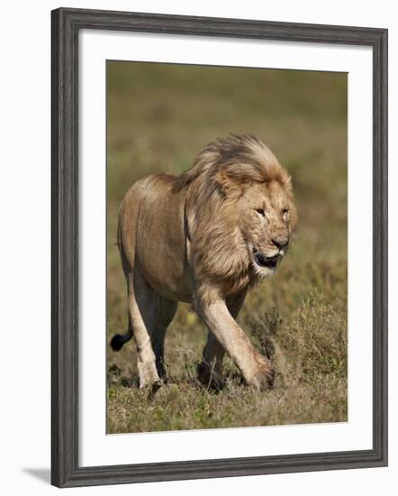 Lion (Panthera Leo), Ngorongoro Conservation Area, Serengeti, Tanzania, East Africa, Africa-James Hager-Framed Photographic Print