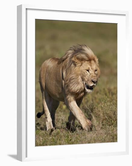 Lion (Panthera Leo), Ngorongoro Conservation Area, Serengeti, Tanzania, East Africa, Africa-James Hager-Framed Photographic Print