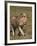 Lion (Panthera Leo), Ngorongoro Conservation Area, Serengeti, Tanzania, East Africa, Africa-James Hager-Framed Photographic Print