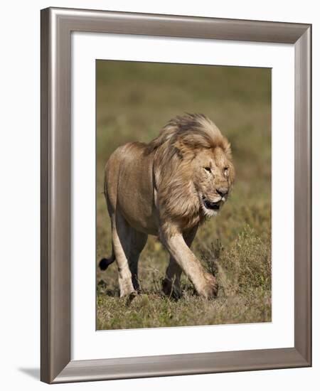 Lion (Panthera Leo), Ngorongoro Conservation Area, Serengeti, Tanzania, East Africa, Africa-James Hager-Framed Photographic Print