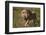 Lion (Panthera Leo), Ngorongoro Conservation Area, Serengeti, Tanzania, East Africa, Africa-James Hager-Framed Photographic Print