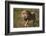 Lion (Panthera Leo), Ngorongoro Conservation Area, Serengeti, Tanzania, East Africa, Africa-James Hager-Framed Photographic Print