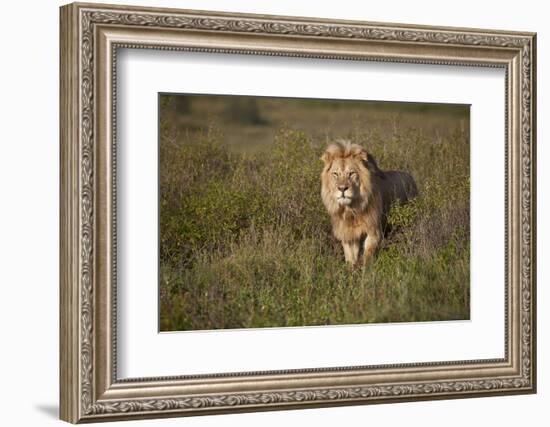 Lion (Panthera Leo), Ngorongoro Conservation Area, Serengeti, Tanzania, East Africa, Africa-James Hager-Framed Photographic Print