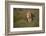 Lion (Panthera Leo), Ngorongoro Conservation Area, Serengeti, Tanzania, East Africa, Africa-James Hager-Framed Photographic Print