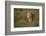 Lion (Panthera Leo), Ngorongoro Conservation Area, Serengeti, Tanzania, East Africa, Africa-James Hager-Framed Photographic Print