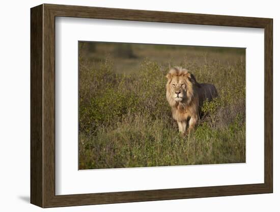 Lion (Panthera Leo), Ngorongoro Conservation Area, Serengeti, Tanzania, East Africa, Africa-James Hager-Framed Photographic Print