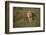 Lion (Panthera Leo), Ngorongoro Conservation Area, Serengeti, Tanzania, East Africa, Africa-James Hager-Framed Photographic Print