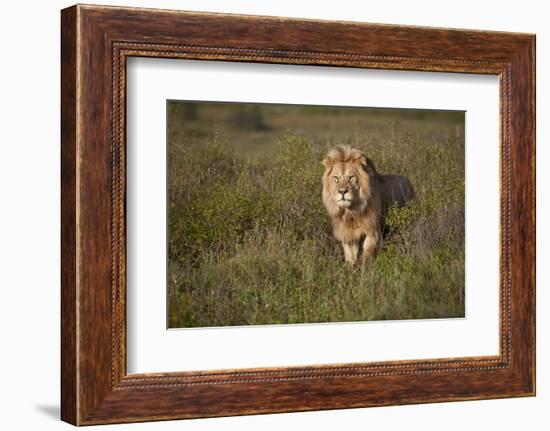 Lion (Panthera Leo), Ngorongoro Conservation Area, Serengeti, Tanzania, East Africa, Africa-James Hager-Framed Photographic Print