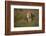 Lion (Panthera Leo), Ngorongoro Conservation Area, Serengeti, Tanzania, East Africa, Africa-James Hager-Framed Photographic Print