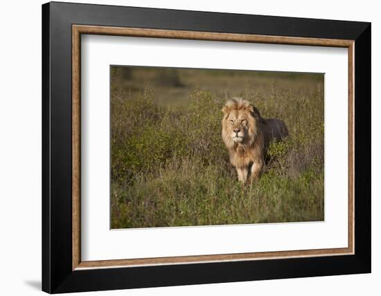 Lion (Panthera Leo), Ngorongoro Conservation Area, Serengeti, Tanzania, East Africa, Africa-James Hager-Framed Photographic Print