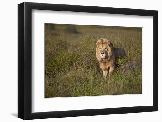 Lion (Panthera Leo), Ngorongoro Conservation Area, Serengeti, Tanzania, East Africa, Africa-James Hager-Framed Photographic Print