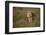 Lion (Panthera Leo), Ngorongoro Conservation Area, Serengeti, Tanzania, East Africa, Africa-James Hager-Framed Photographic Print