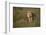 Lion (Panthera Leo), Ngorongoro Conservation Area, Serengeti, Tanzania, East Africa, Africa-James Hager-Framed Photographic Print