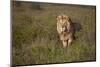 Lion (Panthera Leo), Ngorongoro Conservation Area, Serengeti, Tanzania, East Africa, Africa-James Hager-Mounted Photographic Print