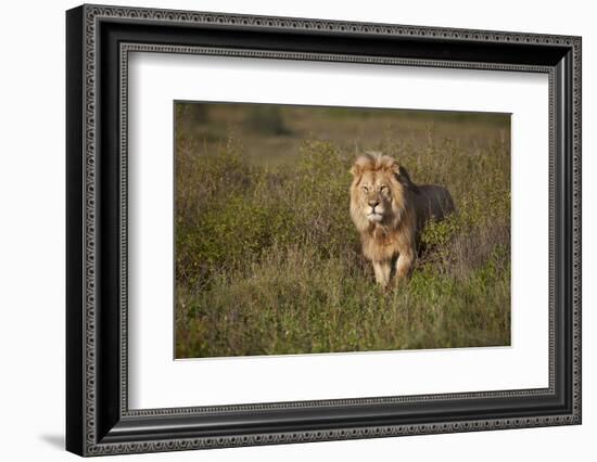 Lion (Panthera Leo), Ngorongoro Conservation Area, Serengeti, Tanzania, East Africa, Africa-James Hager-Framed Photographic Print