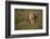 Lion (Panthera Leo), Ngorongoro Conservation Area, Serengeti, Tanzania, East Africa, Africa-James Hager-Framed Photographic Print