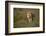 Lion (Panthera Leo), Ngorongoro Conservation Area, Serengeti, Tanzania, East Africa, Africa-James Hager-Framed Photographic Print