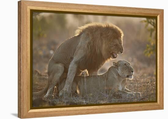 Lion (Panthera leo) pair mating, Kruger National Park, South Africa, Africa-James Hager-Framed Premier Image Canvas