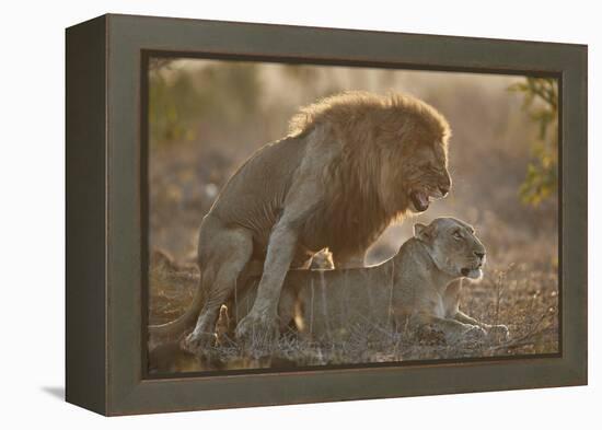 Lion (Panthera leo) pair mating, Kruger National Park, South Africa, Africa-James Hager-Framed Premier Image Canvas