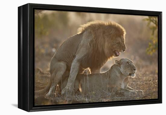 Lion (Panthera leo) pair mating, Kruger National Park, South Africa, Africa-James Hager-Framed Premier Image Canvas