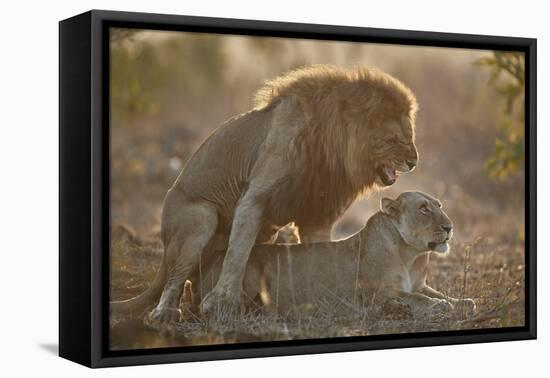 Lion (Panthera leo) pair mating, Kruger National Park, South Africa, Africa-James Hager-Framed Premier Image Canvas