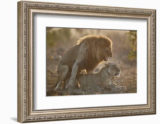 Lion (Panthera leo) pair mating, Kruger National Park, South Africa, Africa-James Hager-Framed Photographic Print