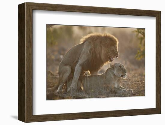 Lion (Panthera leo) pair mating, Kruger National Park, South Africa, Africa-James Hager-Framed Photographic Print