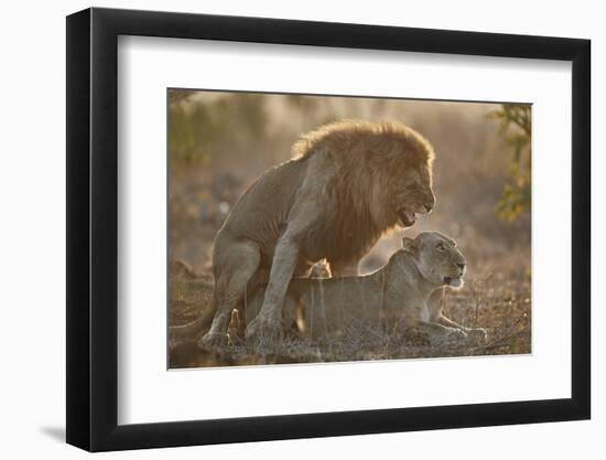 Lion (Panthera leo) pair mating, Kruger National Park, South Africa, Africa-James Hager-Framed Photographic Print