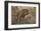 Lion (Panthera leo) pair mating, Kruger National Park, South Africa, Africa-James Hager-Framed Photographic Print