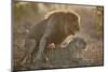 Lion (Panthera leo) pair mating, Kruger National Park, South Africa, Africa-James Hager-Mounted Photographic Print