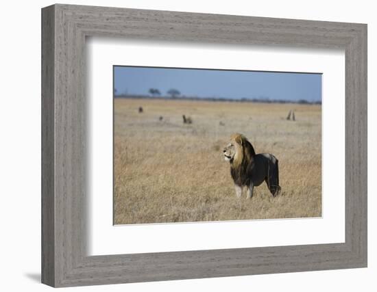 Lion (Panthera leo), Savuti, Chobe National Park, Botswana, Africa-Sergio Pitamitz-Framed Photographic Print