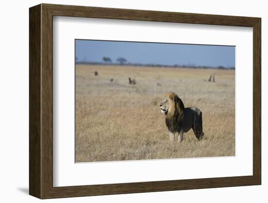 Lion (Panthera leo), Savuti, Chobe National Park, Botswana, Africa-Sergio Pitamitz-Framed Photographic Print