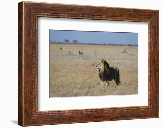 Lion (Panthera leo), Savuti, Chobe National Park, Botswana, Africa-Sergio Pitamitz-Framed Photographic Print