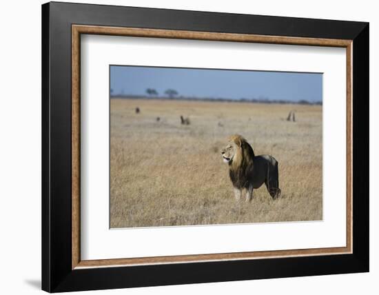 Lion (Panthera leo), Savuti, Chobe National Park, Botswana, Africa-Sergio Pitamitz-Framed Photographic Print