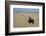 Lion (Panthera leo), Savuti, Chobe National Park, Botswana, Africa-Sergio Pitamitz-Framed Photographic Print