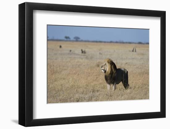 Lion (Panthera leo), Savuti, Chobe National Park, Botswana, Africa-Sergio Pitamitz-Framed Photographic Print