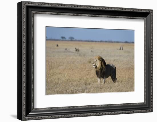 Lion (Panthera leo), Savuti, Chobe National Park, Botswana, Africa-Sergio Pitamitz-Framed Photographic Print