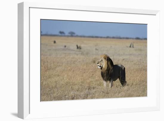 Lion (Panthera leo), Savuti, Chobe National Park, Botswana, Africa-Sergio Pitamitz-Framed Photographic Print
