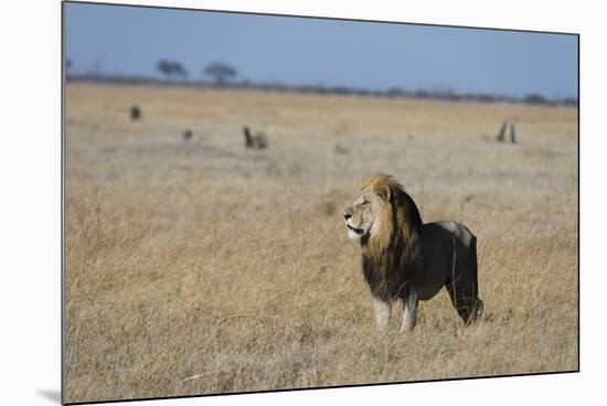 Lion (Panthera leo), Savuti, Chobe National Park, Botswana, Africa-Sergio Pitamitz-Mounted Photographic Print