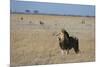 Lion (Panthera leo), Savuti, Chobe National Park, Botswana, Africa-Sergio Pitamitz-Mounted Photographic Print